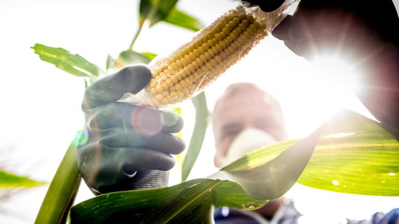 inspector looking at corn crop