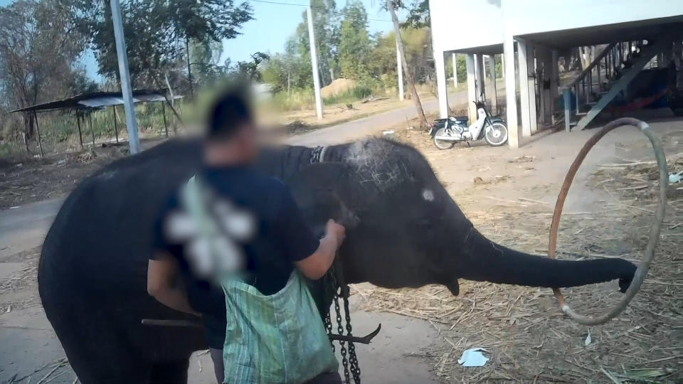 A trainer holds a pole with a spike on it as he trains a calf to use a hula hoop. The trainer's features have been blurred.