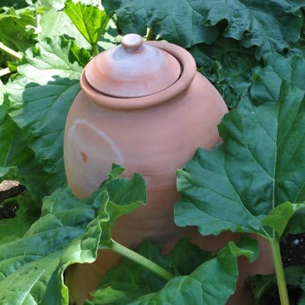  Terracotta rhubarb forcer 