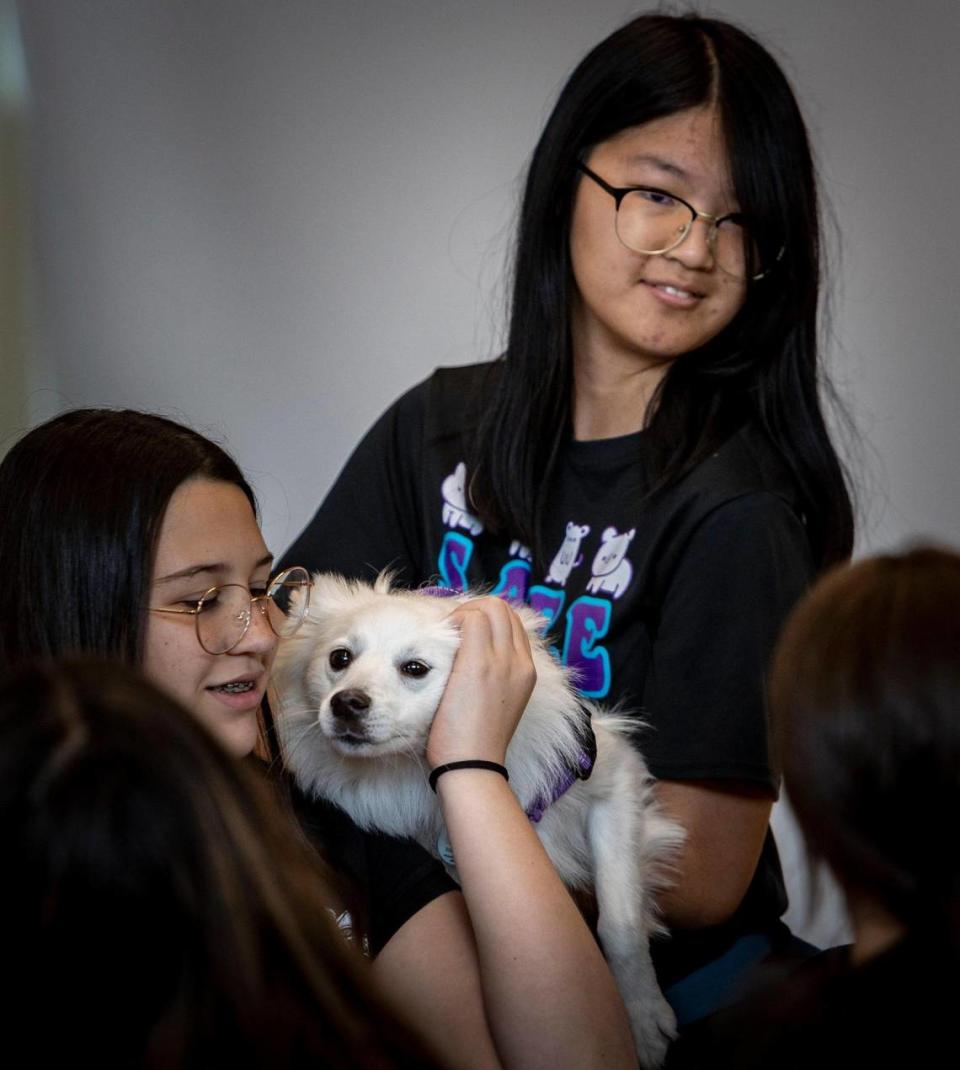 Wendy Chai, a la derecha, sostiene a su perro Snowball, American Eskimo, un esquimal americano, mientras un estudiante la acaricia durante un evento en Hialeah Gardens High School para promover la salud mental. Hialeah Gardens, Florida - 30 de mayo de 2023