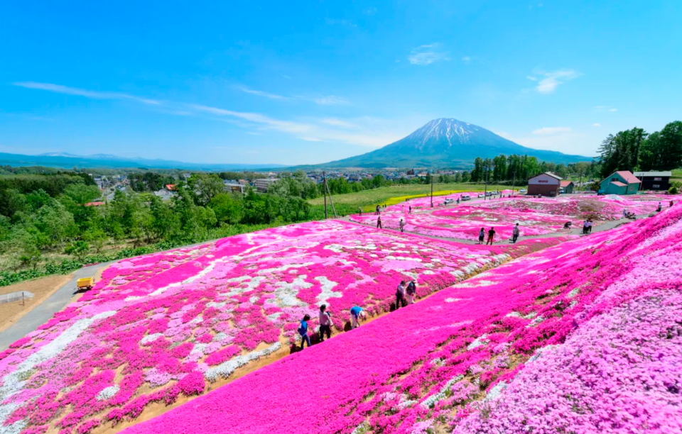 北海道旅遊｜芝櫻溫泉一日遊！札幌出發 粉紅色芝櫻地毯配羊蹄山美景、洞爺湖溫泉街嘆免費足湯、品嚐名水百選