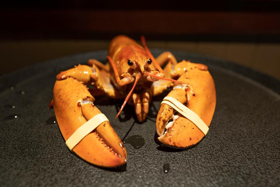 A rare orange lobster nicknamed "Crush" was discovered in a live shipment delivered to the Red Lobster in Pueblo.