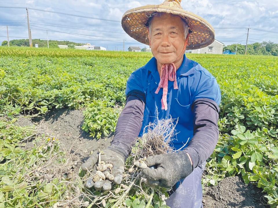 雲林6月以來雨勢不斷，即將採收的花生因泡水而發芽，北港鎮、元長鄉陸續傳出災損。（周麗蘭攝）