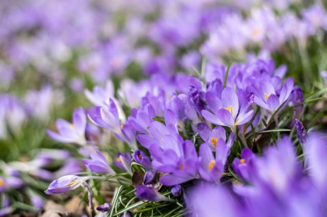 are bluebells poisonous to dogs