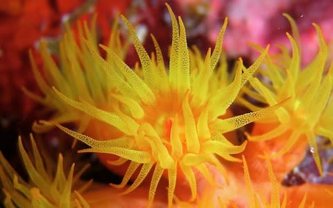 BVI diving - Credit: istock