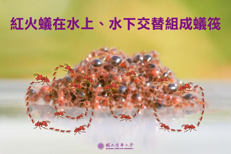 紅火蟻在水上、水下交替組成蟻筏。清大提供