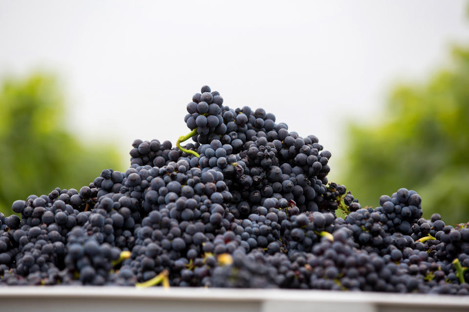 Bunches of grapes sit in a crate at&nbsp;harvesttime.