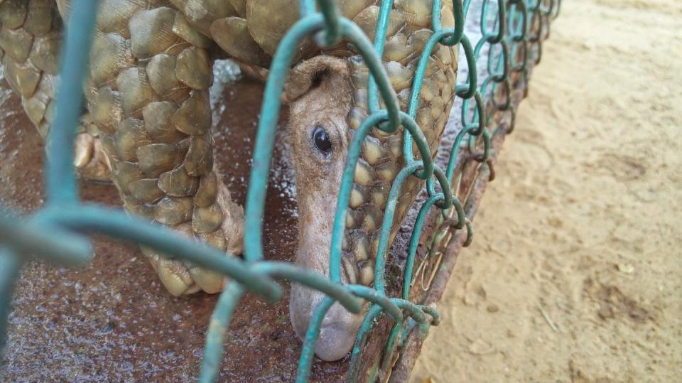 El pangolín es el mamífero más afectado por el tráfico de especies en el mundo. Sus escamas son muy demandadas en Asia para uso medicinal. <a href="https://www.shutterstock.com/es/image-photo/rescued-indian-pangolin-anteater-cage-1016722156" rel="nofollow noopener" target="_blank" data-ylk="slk:Vickey Chauhan / Shutterstock;elm:context_link;itc:0;sec:content-canvas" class="link ">Vickey Chauhan / Shutterstock</a>