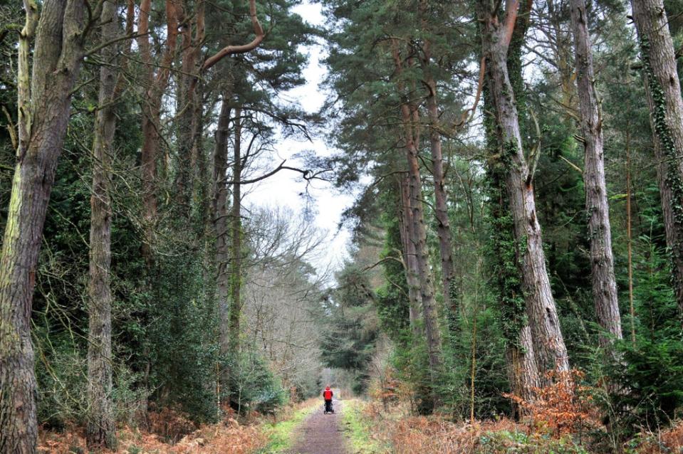 A woman walks through the Forest of Dean, Gloucestershire (Tim Ireland/PA) (PA Archive)