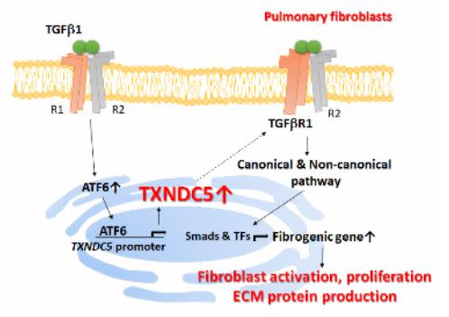 TXNDC5透過影響肺臟纖維母細胞中TGFbeta receptor I的穩定性及表現量，來強化TGFbeta訊息傳遞路徑，造成肺臟纖維母細胞的大量活化增生及胞外基質堆積，引起肺纖維化。（圖／台大醫院提供）