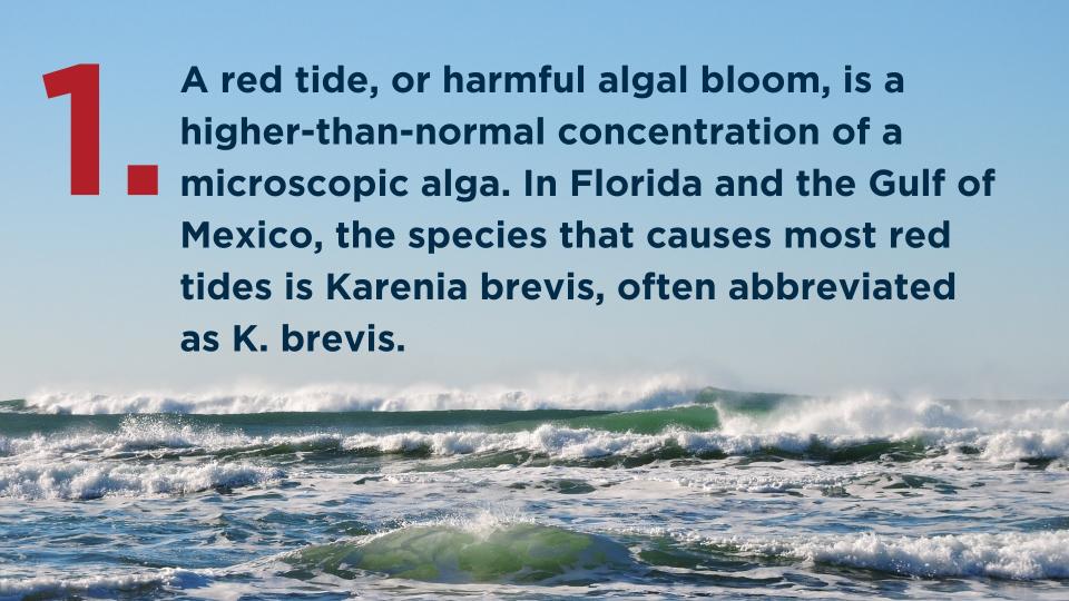 Here are 9 things you need to know about red tide, according to the Florida Fish and Wildlife Conservation Commission.