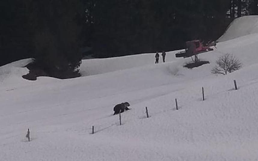 The bear, known as M29, was spotted on the slopes of Engelberg - Nidwalden Police