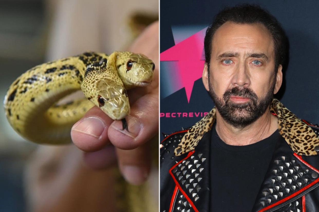 Harvey the Two Headed Snake, Nicolas Cage
