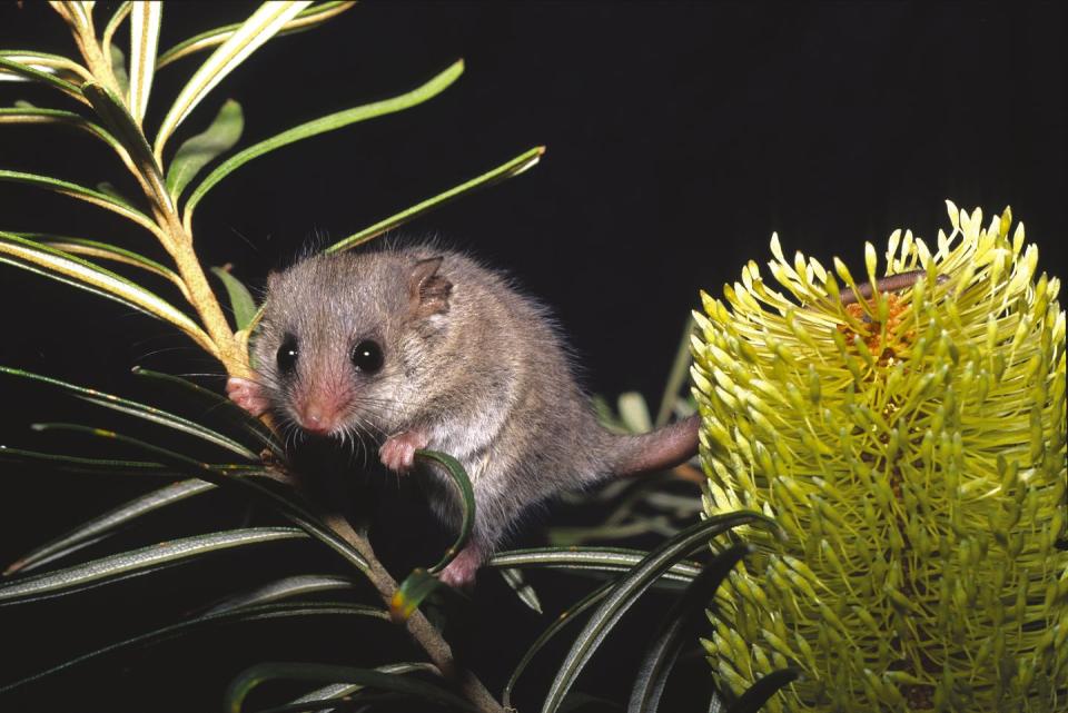 <p>Put pygmy in front of any animal, and you instantly get the tiniest version of the species. The Pygmy Possum comes from the land down under. According to Bush Heritage Australia, <a href="https://www.bushheritage.org.au/species/pygmy-possums" rel="nofollow noopener" target="_blank" data-ylk="slk:these tree-dwelling marsupials range from 2 to 5 inches;elm:context_link;itc:0;sec:content-canvas" class="link ">these tree-dwelling marsupials range from 2 to 5 inches</a> when they are fully grown and at most they weigh 50g, which is less than 2 ounces.</p>