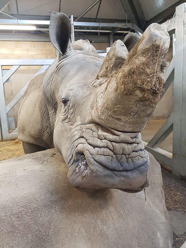 Sula, a female rhino who who has died aged 36 