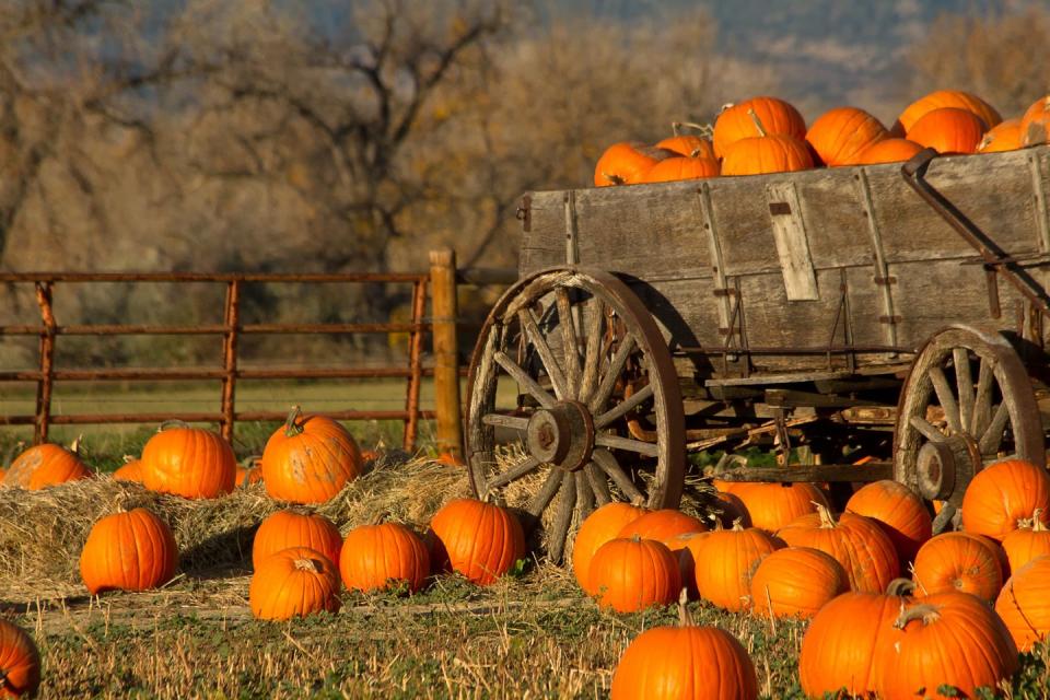 Visit a pumpkin patch.