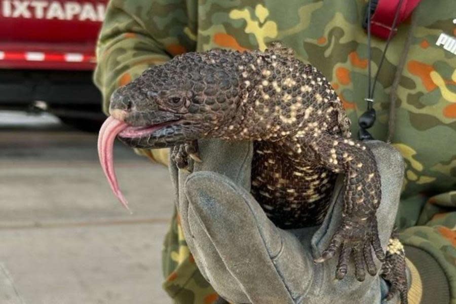 Encuentran a Monstruo de Gila deambulando en calles de México