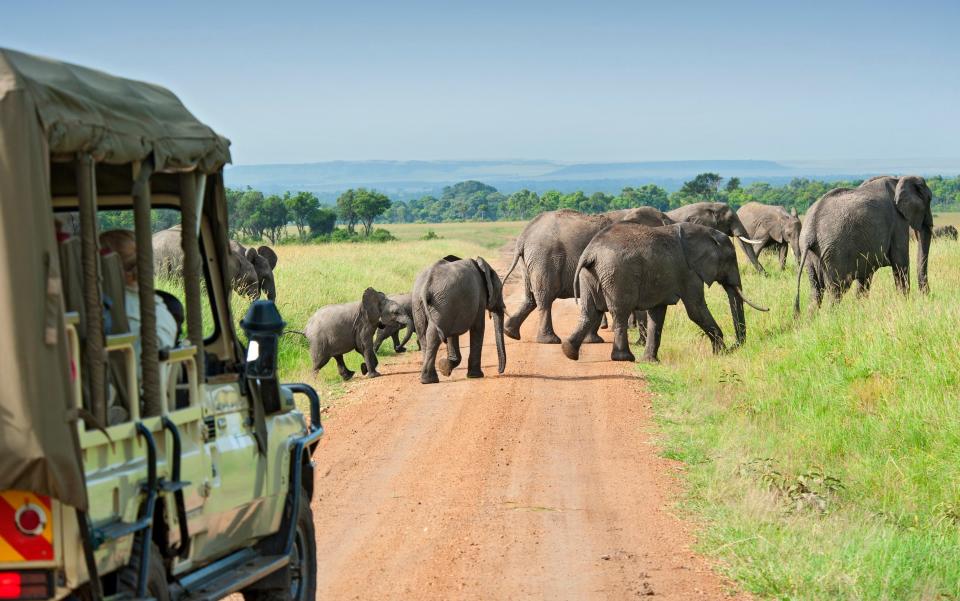 Safari cars are following the great African elephants in the plains of the Masai Mara