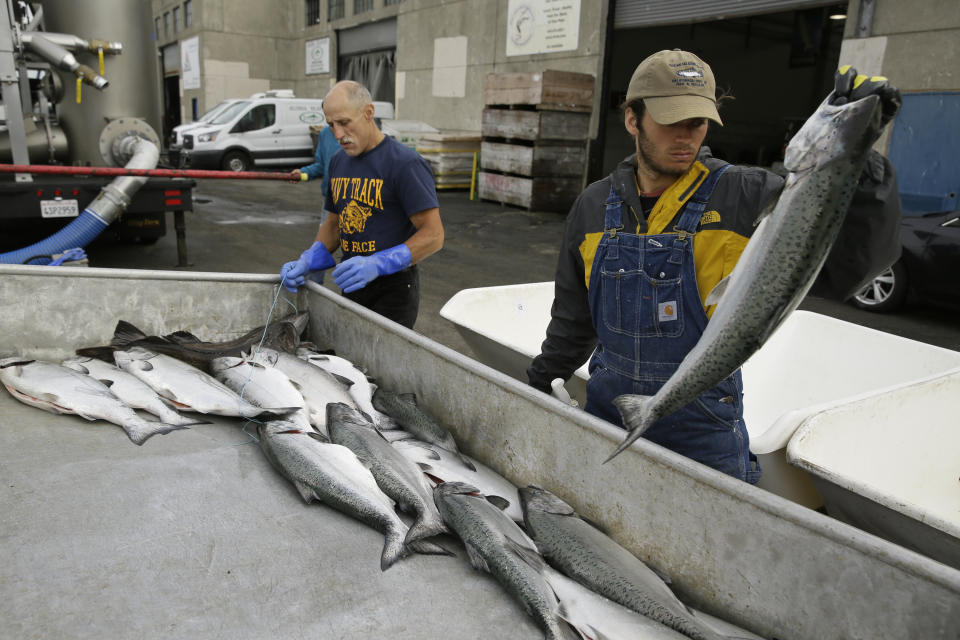 In this photo taken Monday, July 22, 2019, Cooper Campbell, right, with the California Department of Fish and Wildlife, looks for chinook salmon that are from their hatchery project at Fisherman's Wharf in San Francisco. California fishermen are reporting one of the best salmon fishing seasons in more than a decade, thanks to heavy rain and snow that ended the state's historic drought. It's a sharp reversal for chinook salmon, also known as king salmon, an iconic fish that helps sustain many Pacific Coast fishing communities. (AP Photo/Eric Risberg)