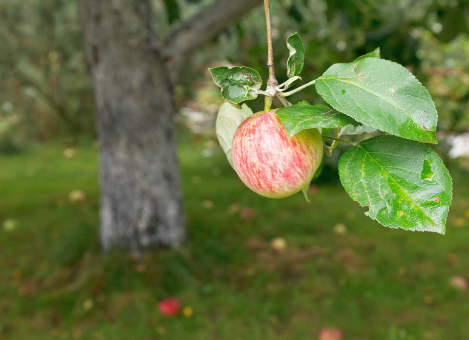 <body> <p>Fifty years ago, mature fruit trees were considered a valuable source of supplemental sustenance. Today, they’re considered a high-maintenance nuisance that <a rel="nofollow noopener" href=" http://www.bobvila.com/slideshow/10-plants-to-grow-for-a-pest-proof-yard-49121?bv=yahoo" target="_blank" data-ylk="slk:attracts insects, rodents, and other pests;elm:context_link;itc:0;sec:content-canvas" class="link ">attracts insects, rodents, and other pests</a> to the backyard. Potential home buyers are turned off by the amount of work it takes to adequately care for these trees, from pruning back branches to picking up dropped fruit. So, if you don't plan to stay in a house long enough to reap the fruits of your landscaping choice, opt for ornamental trees instead.</p> <p><strong>Related: <a rel="nofollow noopener" href=" http://www.bobvila.com/slideshow/10-plants-never-to-grow-in-your-yard-48960?bv=yahoo" target="_blank" data-ylk="slk:10 Plants Never to Grow in Your Yard;elm:context_link;itc:0;sec:content-canvas" class="link ">10 Plants Never to Grow in Your Yard</a> </strong> </p> </body>