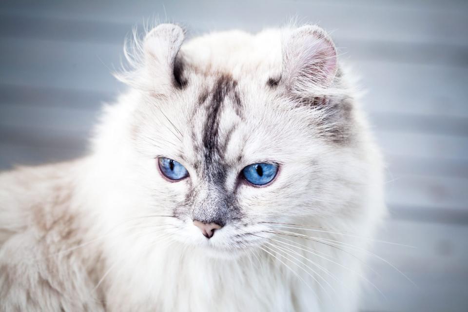 Close up portrait of American Curl cat with bright blue eyes