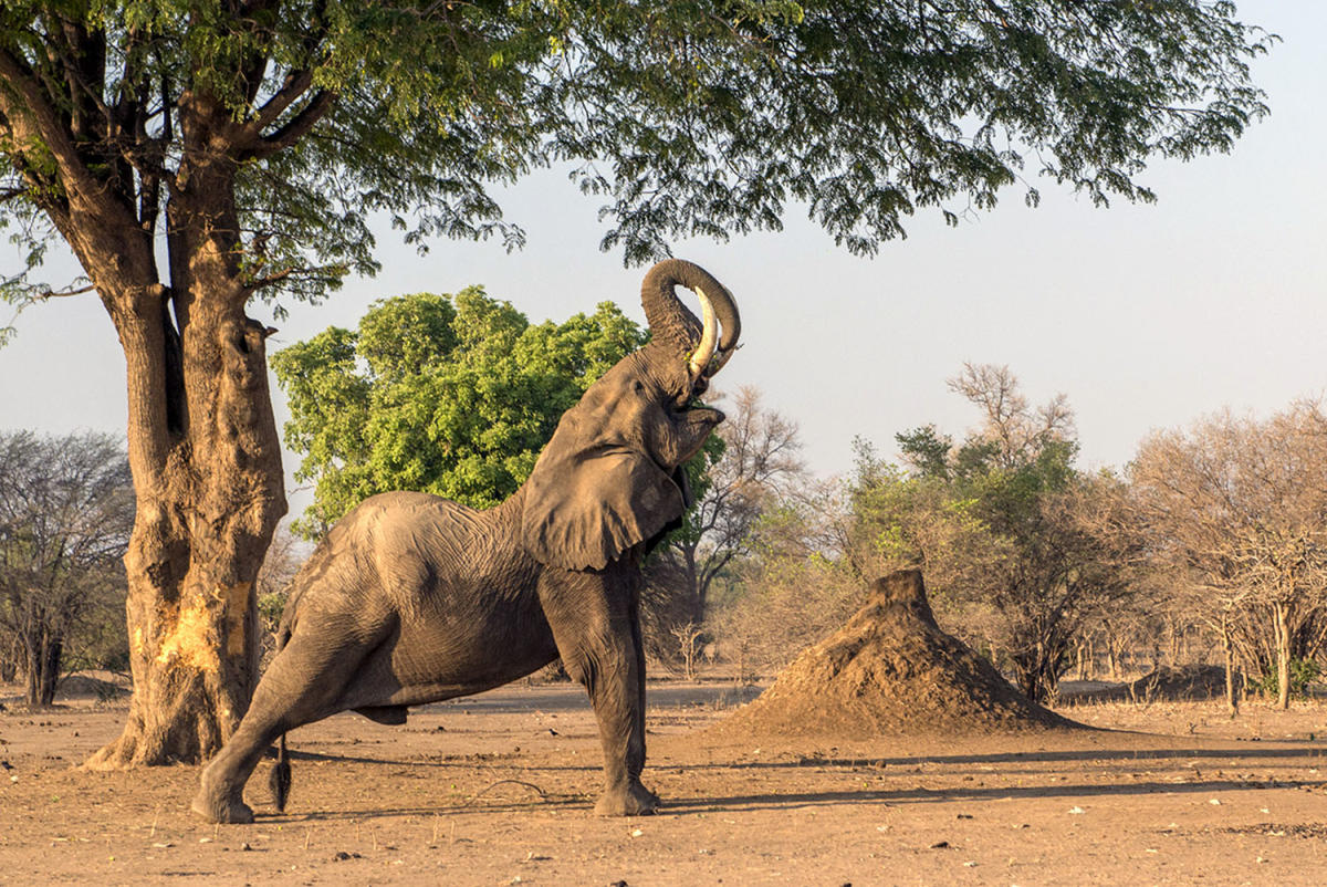 Elephant Tree Yoga