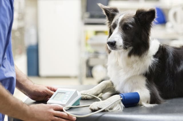 Veterinarian examining dog in vet's surgery