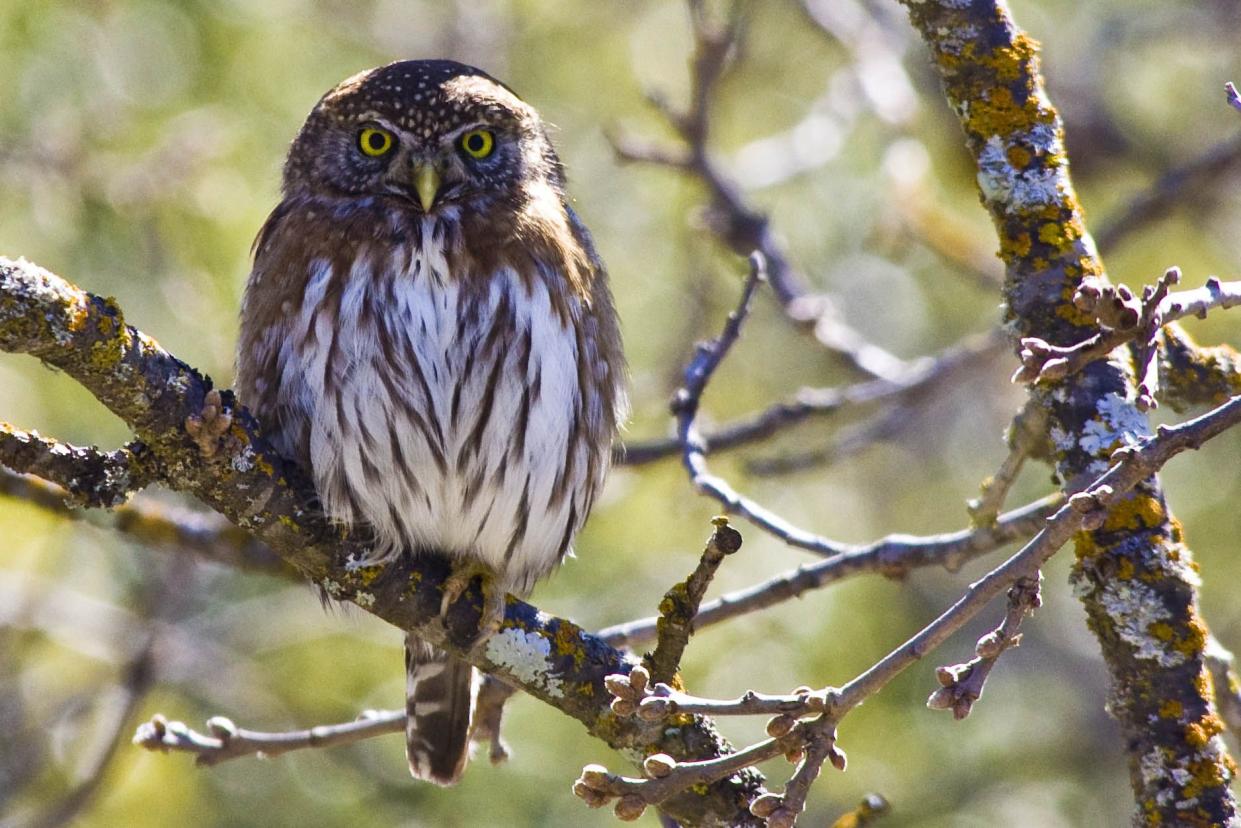 Northern Pygmy Owl, Olympic National Park