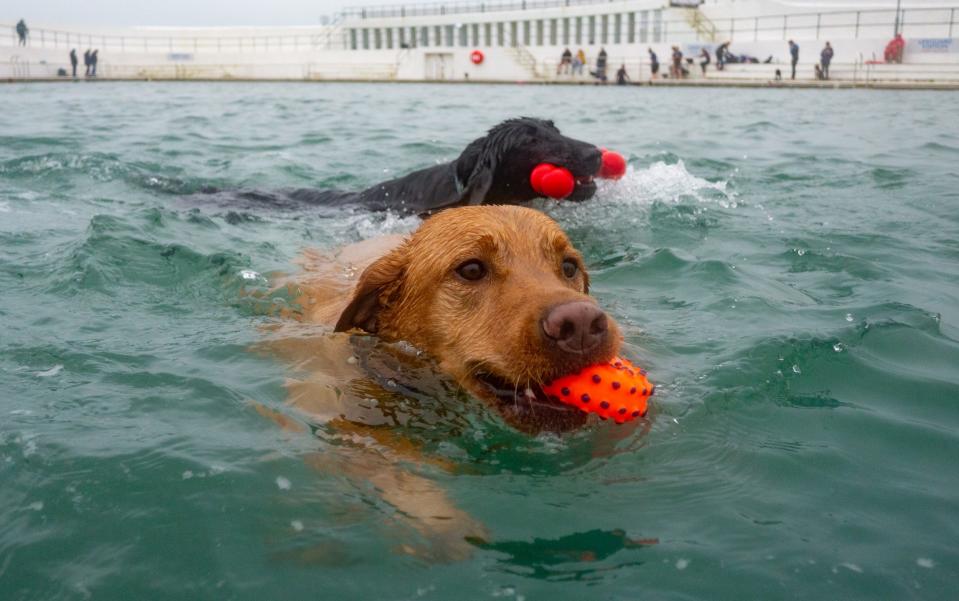 The Jubilee Pool in Penzance welcomes dogs every October