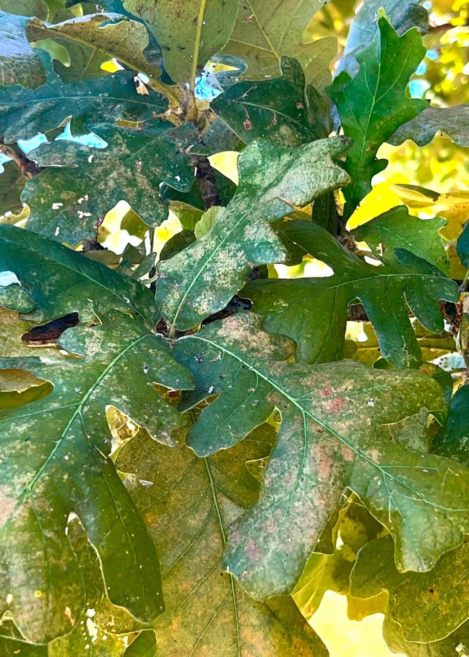 Lace bug damage as it appears on top surfaces of bur oak leaves.