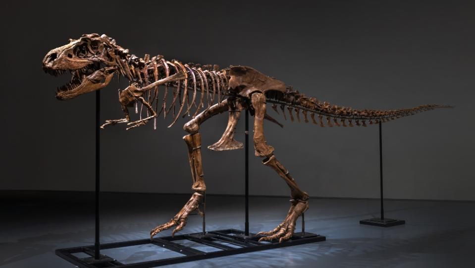 The skeleton was on display at Sotheby’s New York galleries. - Credit: Sotheby's