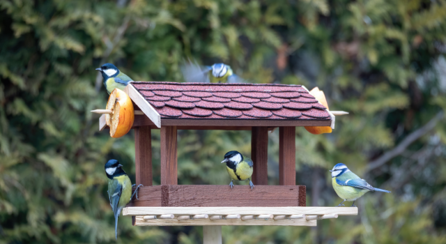 VRAI OU FAUX. Faut-il continuer de nourrir les oiseaux au printemps ? 