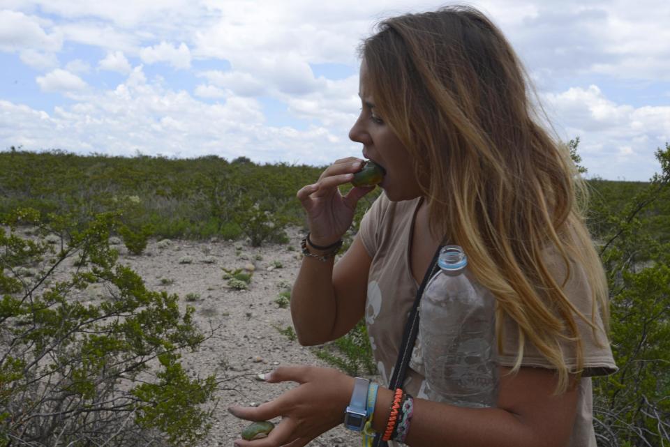 Una turista come peyote, que contiene alcaloides psicoactivos y mescalina