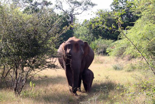 PHOTO: Mother and calf elephants inhabit a dry deciduous forests in Sri Lanka. (Shermin de Silva)