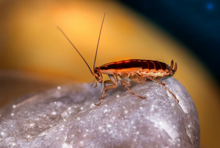 Verano en España: en alerta por una invasión de cucarachas resistentes a los plaguicidas