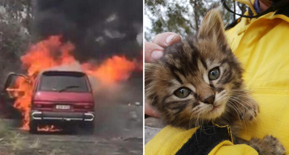 The car at the scene (left) and the kitten named 'Phoenix' (right)