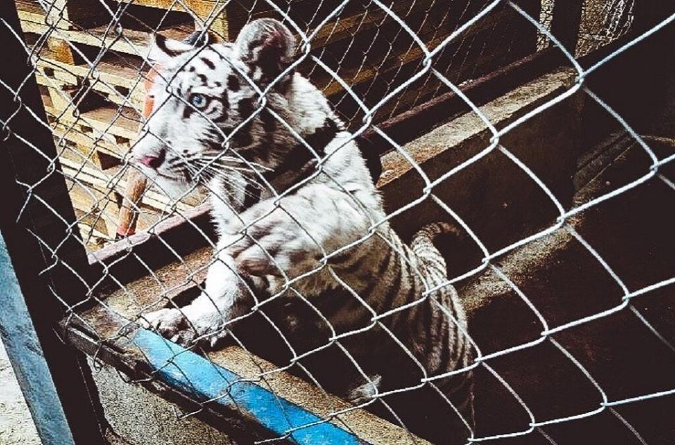 Road inspections by Mexico&rsquo;s Fiscalia General de la Republica intercepted this white tiger cub concealed in a pickup van. (Photo: Interpol)