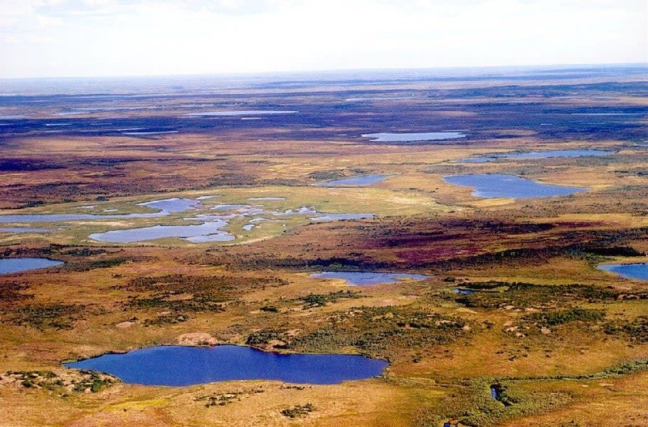 Doggy origins: the flat tundra of Siberia, were thousands of wolves once roamedDr. Andreas Hugentobler