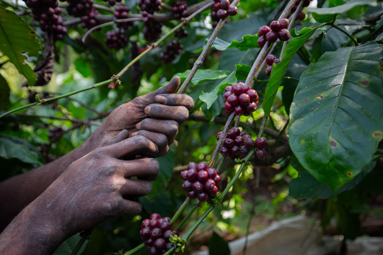 Indian Coffee Farm Plantation Abhishek Chinnappa/Getty Images