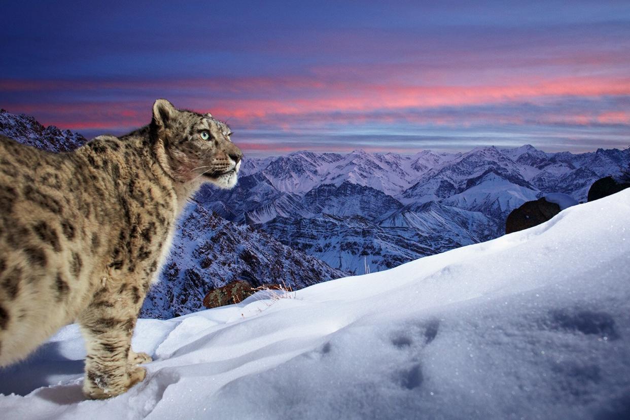 Wildlife Photographer of the Year People’s Choice Award Shortlist - World of the snow leopard by Sascha Fonseca, Germany