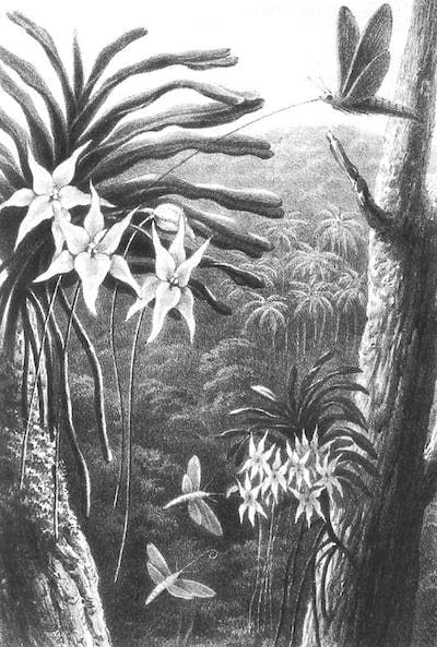 La polilla esfinge fertiliza una orquídea en los bosques de Madagascar. Ilustración de Thomas William Wood. <a href="https://es.wikipedia.org/wiki/Archivo:Wallacesesquipedale.jpg" rel="nofollow noopener" target="_blank" data-ylk="slk:Wikimedia Commons;elm:context_link;itc:0;sec:content-canvas" class="link ">Wikimedia Commons</a>