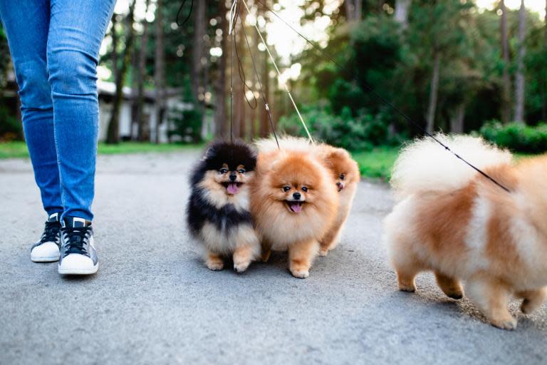 Dog walkers could be at risk of serious hand injuries if they don’t control their pets correctly, surgeons have warned.Incorrect usage of leads and collars is contributing to “many serious injuries” amongst pet owners, according to the British Society for the Surgery of the Hand (BSSH). It revealed that one hospital alone – the Royal Cornwall Hospitals NHS trust - treated 30 serious hand injuries caused by “dog lead or collar misuse” in just a single year.Fractures, lacerations, dislocations and friction burns are the most common injuries incurred by unlucky dog owners, according to doctors.Injuries are frequently more than just superficial, say surgeons, with some being seriously debilitating and taking up to a year for a full recovery.In an effort to minimise further injuries, the BSSH has issued advice on the correct way to hold leads and collars.They recommend that dog owners should not wrap the lead around their wrists, hands or fingers, or hook their fingers under a dog’s collar. Surgeons also advise keeping bigger dogs on short leads to restrict them from building up speed. Consultant surgeon Rebecca Dunlop, from Royal Cornwall Hospital in Truro, told the Daily Mail: “Dogs have a wide range of health benefits for their owners, including reducing stress and helping people stay active.”But having seen many serious injuries caused by dog leads and collars, I want dog lovers to be aware of the simple steps they can take to avoid severe damage to their hand.”A common injury seen by Dunlop is spiral fractures of the finger bones, which is caused by incorrect handling of dog collars and leads and often requires surgery to fix. “We want to ensure that dog owners are able to carry on enjoying time with their dogs without risking damage to their hand and time in hospital,” she said. Up to eight and half million dogs are kept as pets in the UK, according to RSPCA figures.