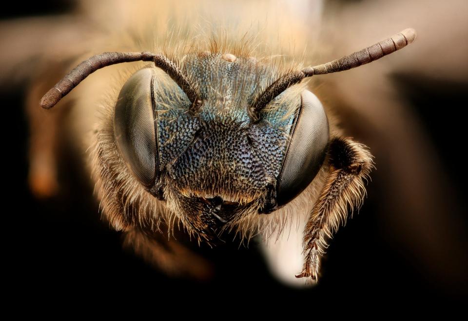 Face view of native bee, Osmia near inurbana group 2