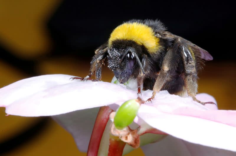 FILE PHOTO: A bumblebee collects nectar from a flower, in Vina del Mar