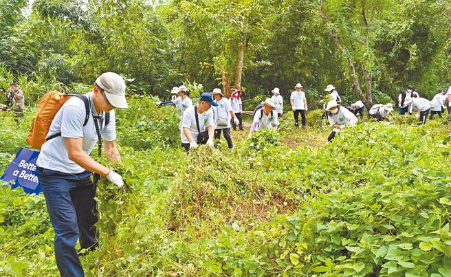 小花蔓澤蘭繁殖及傳播能力強，需持續不斷移除，才能避免蔓延，大批志工們在中興大學新化林場動手移除757公斤小花蔓澤蘭。（曹婷婷攝）