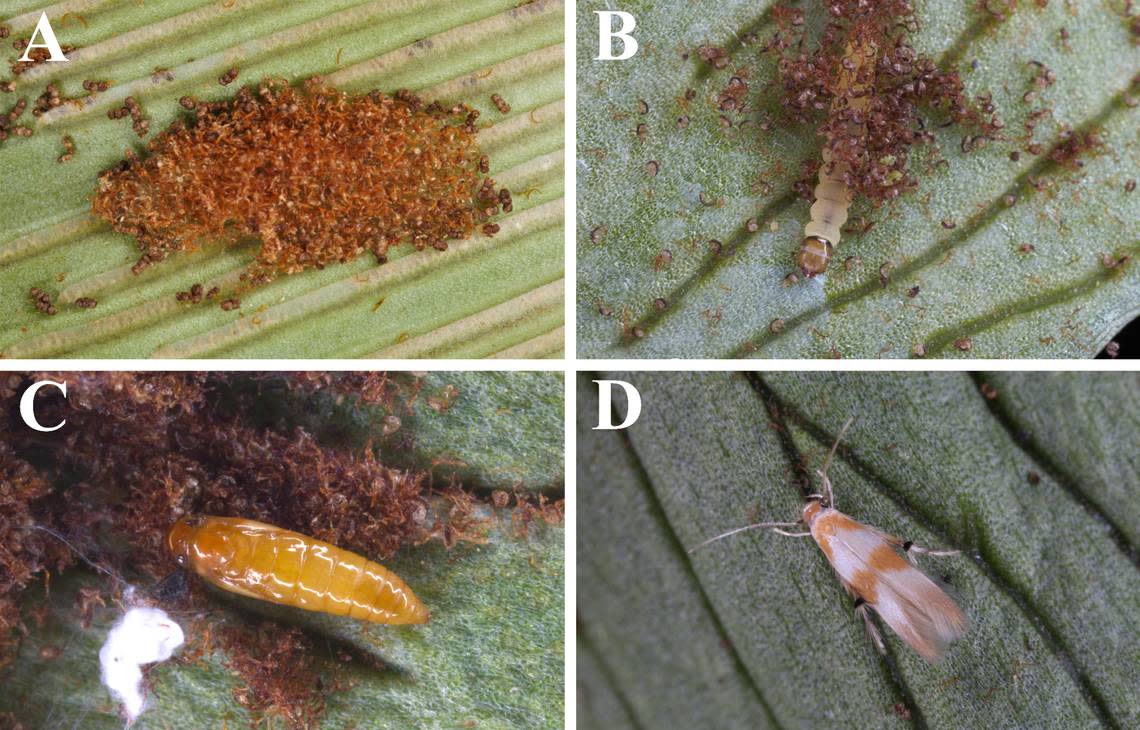 The life stages of Pachyrhabda citrinacma. Photos from Shen, Su and Hsu (2024)