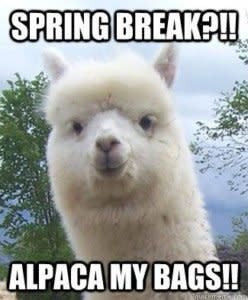 Spring Memes