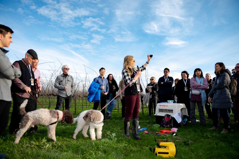 Alana McGee, holding a truffle, attended a packed Napa Truffle Festival meeting this year where she taught attendees how to train their dogs to find truffles.