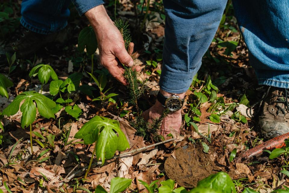 Pastor John Wallace of the First Moravian Church of Dover plants a tree seedling along the Kiwanis Nature Trail at Dover City Park on Earth Day, Monday, April 22