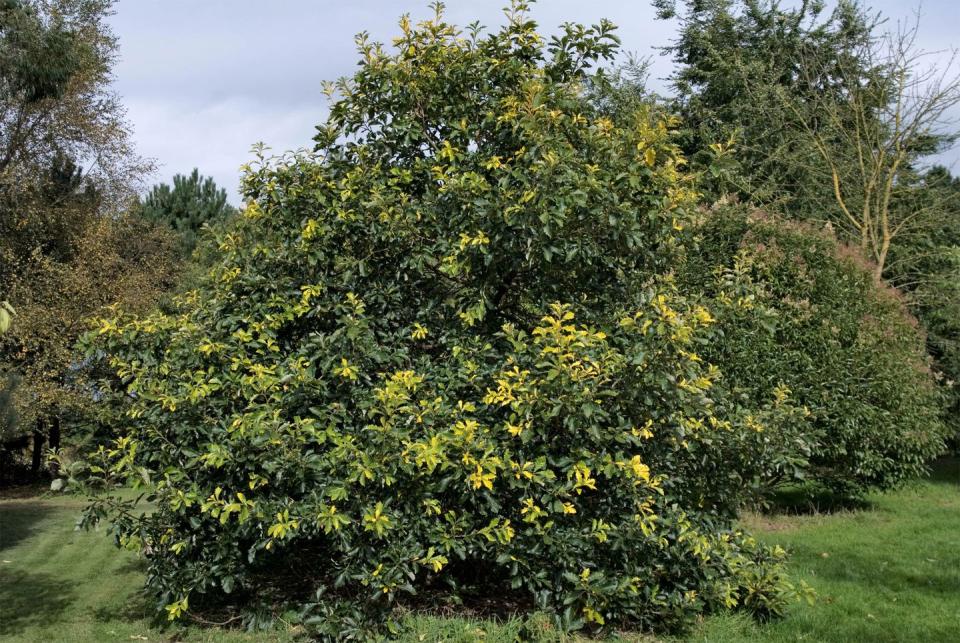 Trees: Swamp White Oak